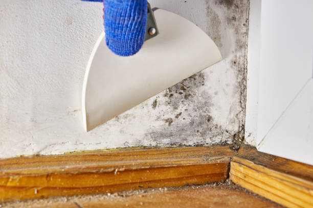 Best Attic Mold Removal  in Ashland, IL